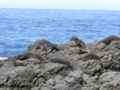 NZ seal colony
